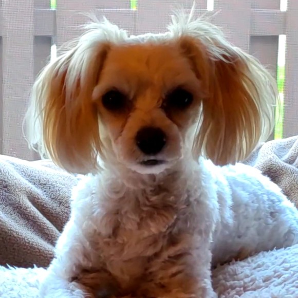 Meet your Posher, Posh - Picture 1 of 1